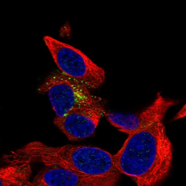 Immunocytochemistry/ Immunofluorescence - Anti-B3GAT1 antibody (AB221756)
