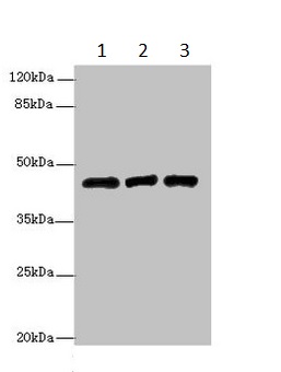 Western blot - Anti-B3GNT1 antibody (AB236291)
