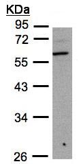 Western blot - Anti-B3GNT3 antibody (AB96267), expandable thumbnail