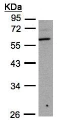 Western blot - Anti-B3GNT3 antibody (AB96267)
