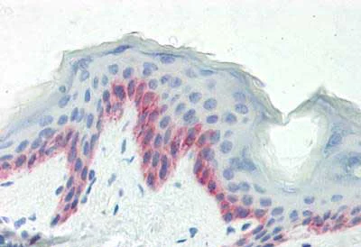 Immunohistochemistry (Formalin/PFA-fixed paraffin-embedded sections) - Anti-B3GNT7 antibody (AB190217)