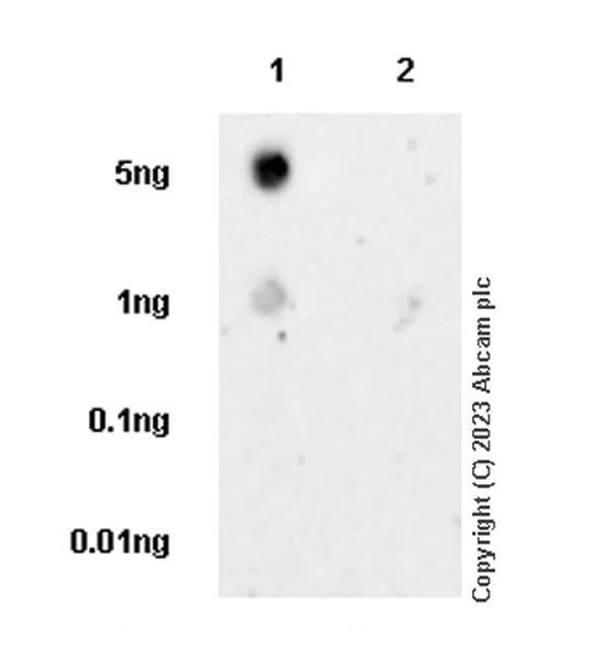 Dot Blot - Anti-B4GALNT1 antibody [EPR28064-64] (AB314130)