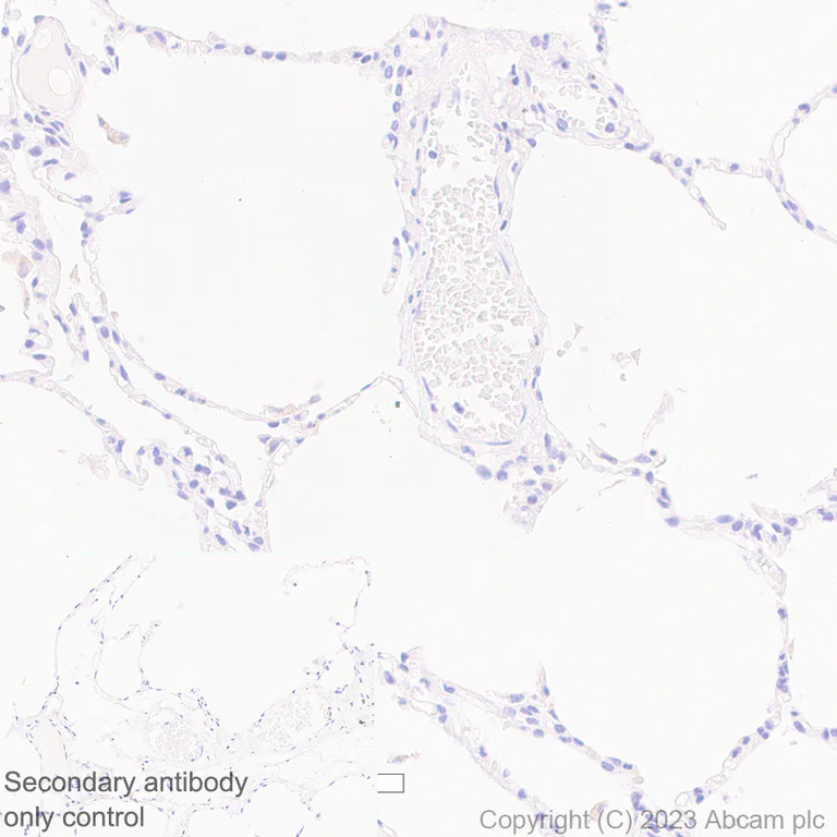 Immunohistochemistry (Formalin/PFA-fixed paraffin-embedded sections) - Anti-B4GALNT1 antibody [EPR28064-64] (AB314130)