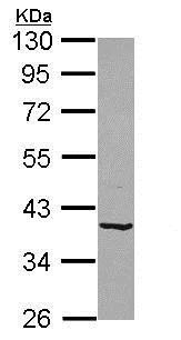 Western blot - Anti-B4GALT4 antibody (AB155476)