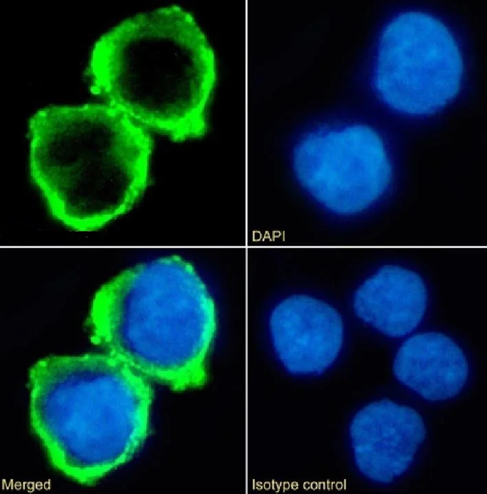 Immunocytochemistry/ Immunofluorescence - Anti-B7-H6 antibody [17B1.3] (AB288418)