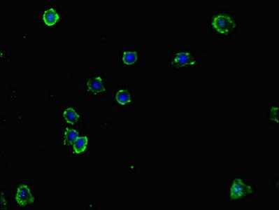 Immunocytochemistry/ Immunofluorescence - Anti-B7-H6 antibody (AB229999)