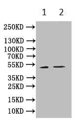 Western blot - Anti-B7-H6 antibody (AB229999)