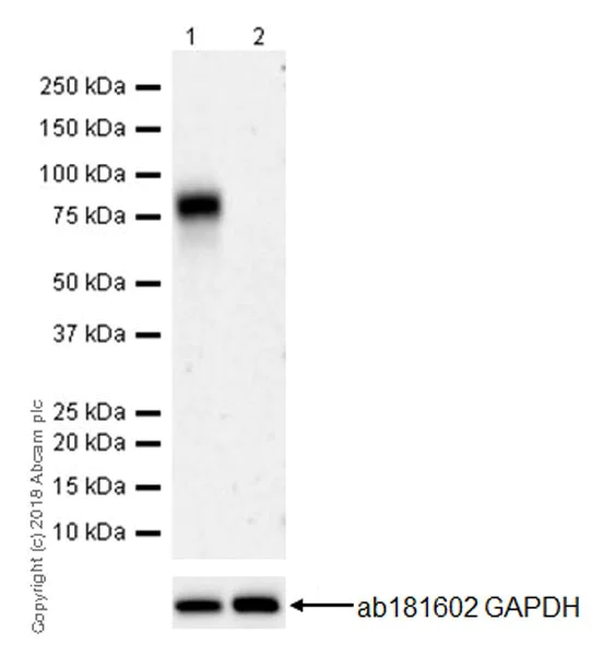 Western blot - Anti-B7-H6 antibody [EPR21841] (AB219205)