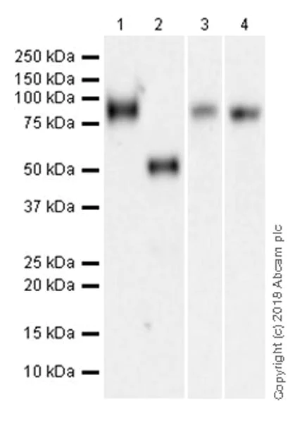 Western blot - Anti-B7-H6 antibody [EPR21841] (AB219205)