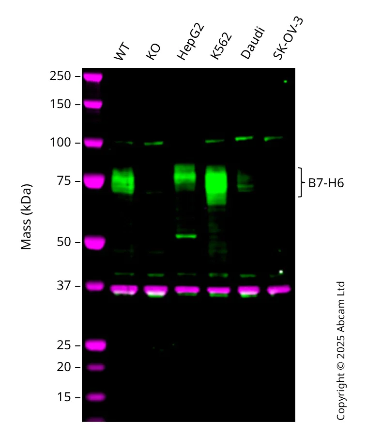 Western blot - Anti-B7-H6 antibody [EPR21841] - BSA and Azide free (AB237035)