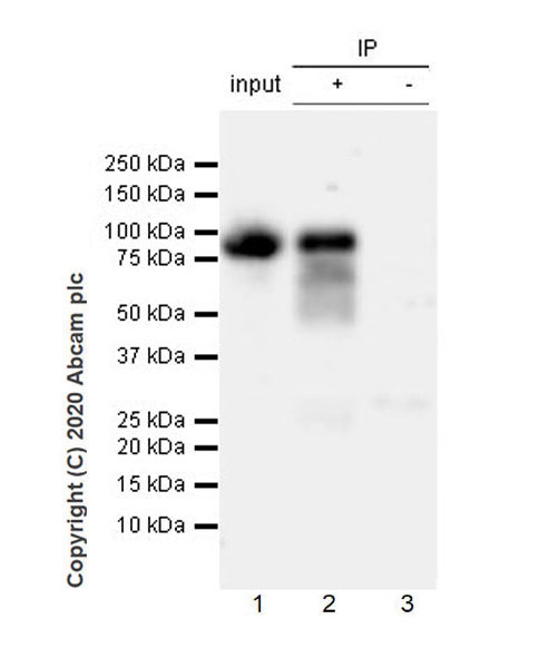 Immunoprecipitation - Anti-B7-H6 antibody [EPR23470-210] (AB253180)