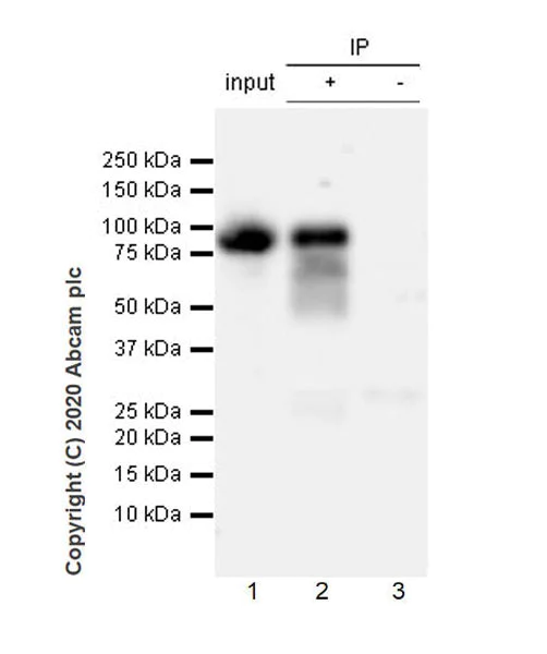 Immunoprecipitation - Anti-B7-H6 antibody [EPR23470-210] - BSA and Azide free (AB275029)