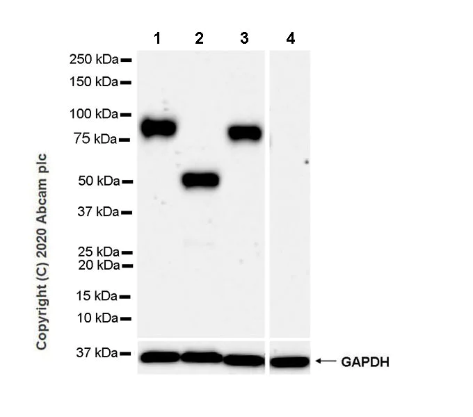 Western blot - Anti-B7-H6 antibody [EPR23470-210] - BSA and Azide free (AB275029)
