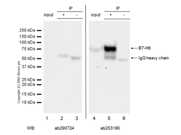 Immunoprecipitation - Anti-B7-H6 antibody [EPR26324-130] - BSA and Azide free (AB290739)