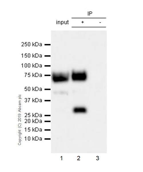 Immunoprecipitation - Anti-B7H4 antibody [EPR20236-9] (AB269455)