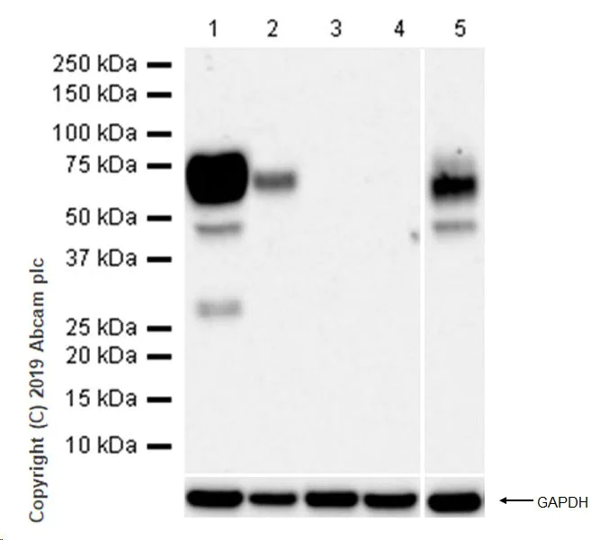 Western blot - Anti-B7H4 antibody [EPR20236-9] (AB269455)