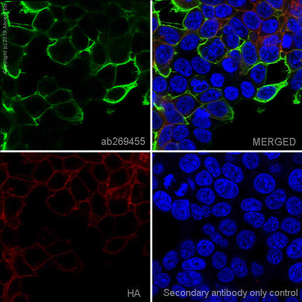 Immunocytochemistry/ Immunofluorescence - Anti-B7H4 antibody [EPR20236-9] - BSA and Azide free (AB269460), expandable thumbnail
