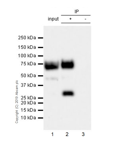 Immunoprecipitation - Anti-B7H4 antibody [EPR20236-9] - BSA and Azide free (AB269460), expandable thumbnail