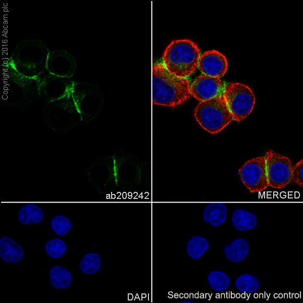 Immunocytochemistry/ Immunofluorescence - Anti-B7H4 antibody [EPR20236] (AB209242), expandable thumbnail