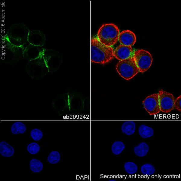 Immunocytochemistry/ Immunofluorescence - Anti-B7H4 antibody [EPR20236] (AB209242)