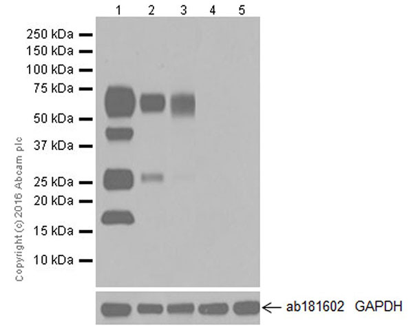 Western blot - Anti-B7H4 antibody [EPR20236] (AB209242), expandable thumbnail