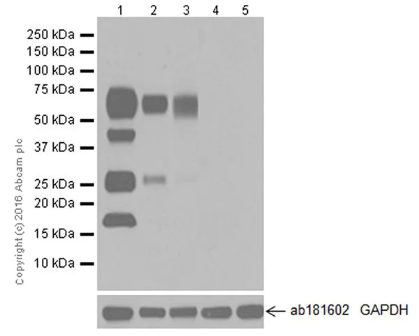 Western blot - Anti-B7H4 antibody [EPR20236] (AB209242)