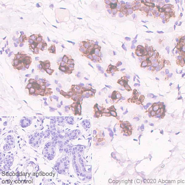 Immunohistochemistry (Formalin/PFA-fixed paraffin-embedded sections) - Anti-B7H4 antibody [EPR23665-20] (AB252438)