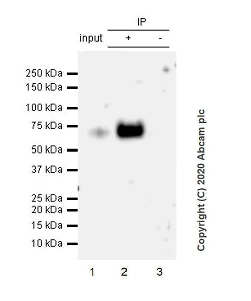 Immunoprecipitation - Anti-B7H4 antibody [EPR23665-20] (AB252438)