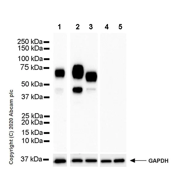 Western blot - Anti-B7H4 antibody [EPR23665-20] (AB252438)