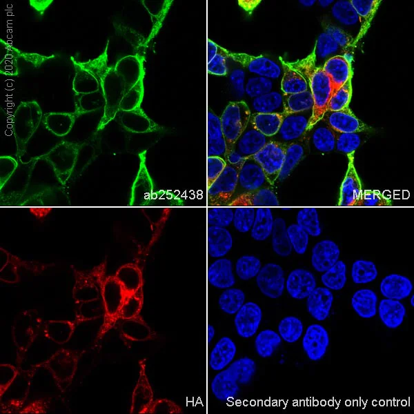 Immunocytochemistry/ Immunofluorescence - Anti-B7H4 antibody [EPR23665-20] - BSA and Azide free (AB272707)