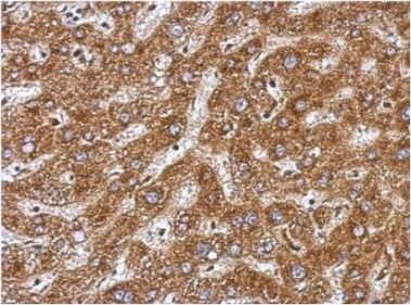 Immunohistochemistry (Formalin/PFA-fixed paraffin-embedded sections) - Anti-BAAT antibody (AB154918), expandable thumbnail