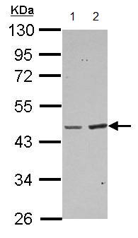 Western blot - Anti-BAAT antibody (AB154918), expandable thumbnail