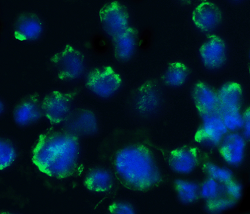 Immunocytochemistry - Anti-BACE1 antibody (AB2077), expandable thumbnail