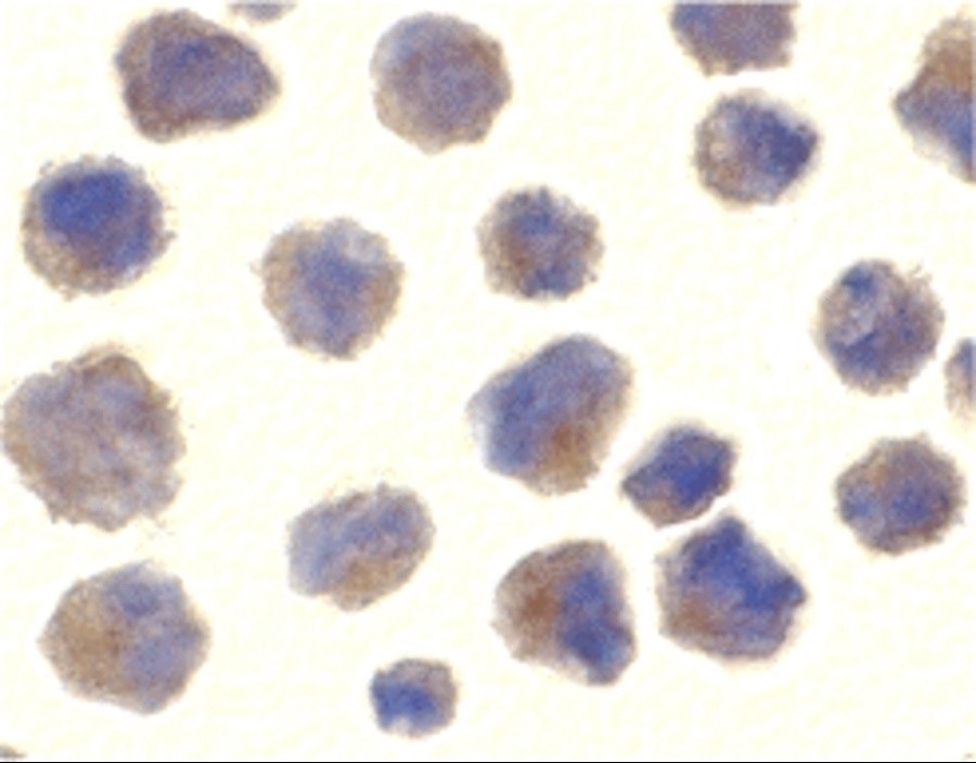 Immunocytochemistry - Anti-BACE1 antibody (AB2077), expandable thumbnail