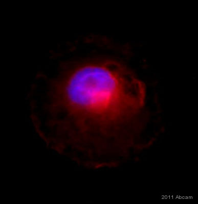 Immunocytochemistry/ Immunofluorescence - Anti-BACE1 antibody (AB2077), expandable thumbnail