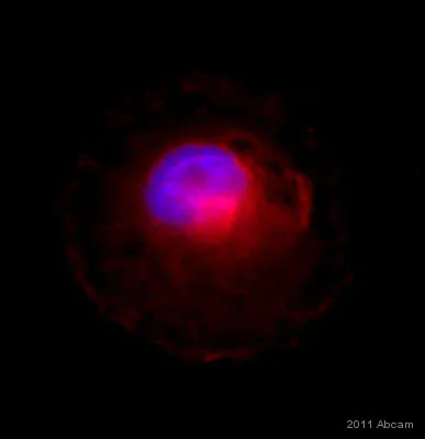 Immunocytochemistry/ Immunofluorescence - Anti-BACE1 antibody (AB2077)