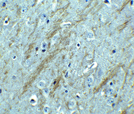 Immunohistochemistry (Formalin/PFA-fixed paraffin-embedded sections) - Anti-BACE1 antibody (AB2077), expandable thumbnail
