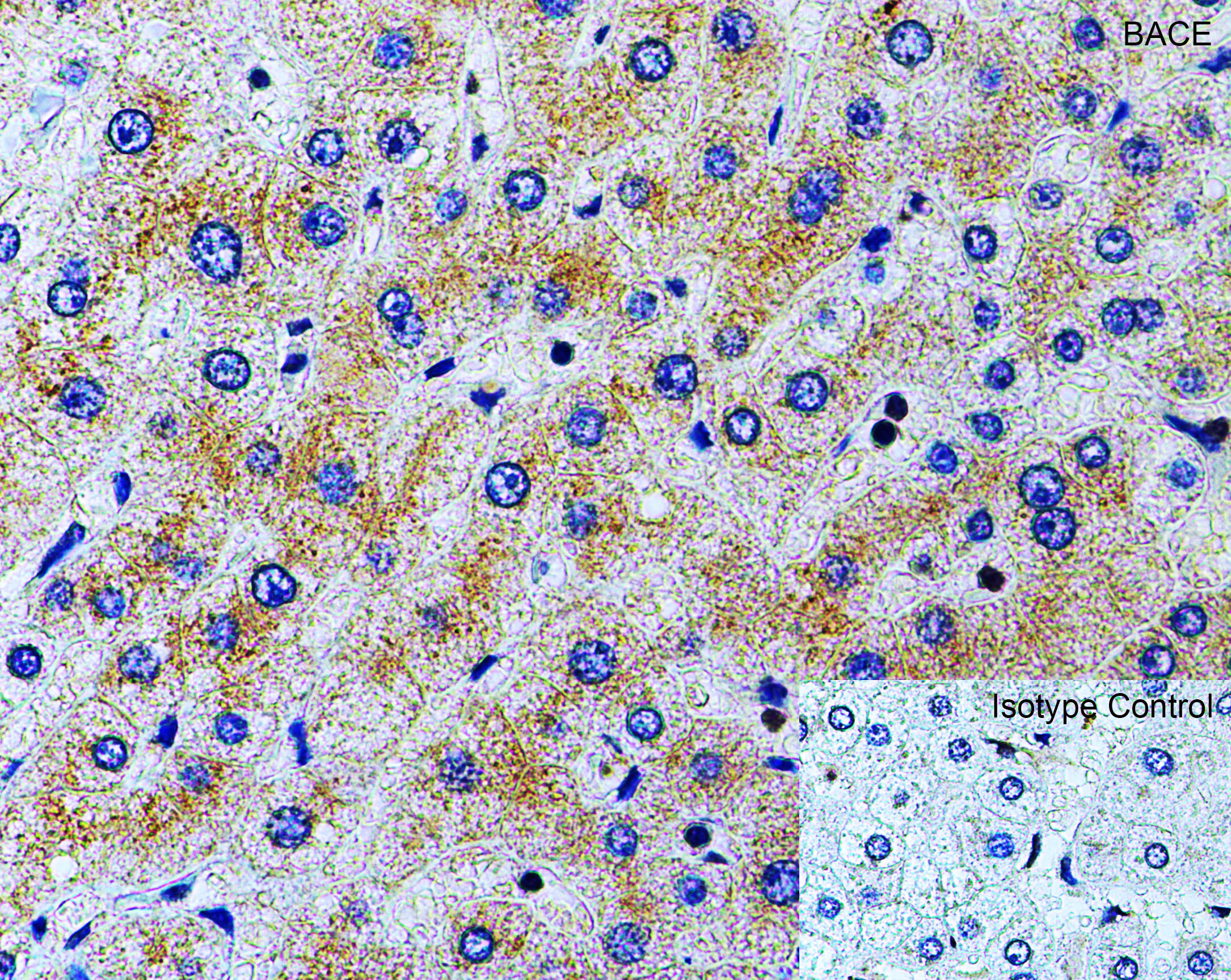 Immunohistochemistry (Formalin/PFA-fixed paraffin-embedded sections) - Anti-BACE1 antibody (AB2077), expandable thumbnail