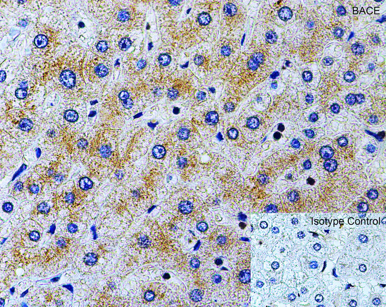 Immunohistochemistry (Formalin/PFA-fixed paraffin-embedded sections) - Anti-BACE1 antibody (AB2077)