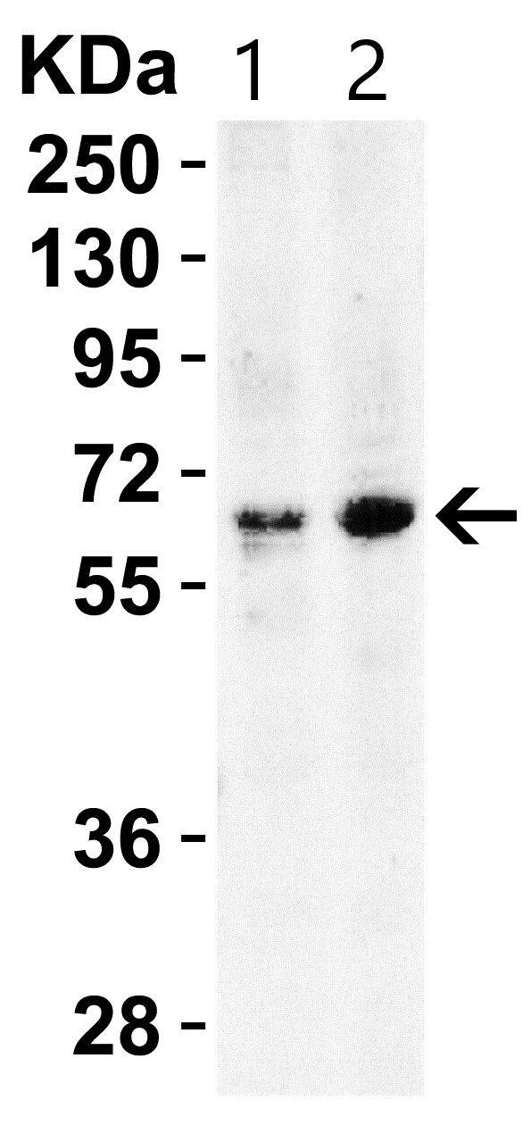 Western blot - Anti-BACE1 antibody (ab2077), expandable thumbnail