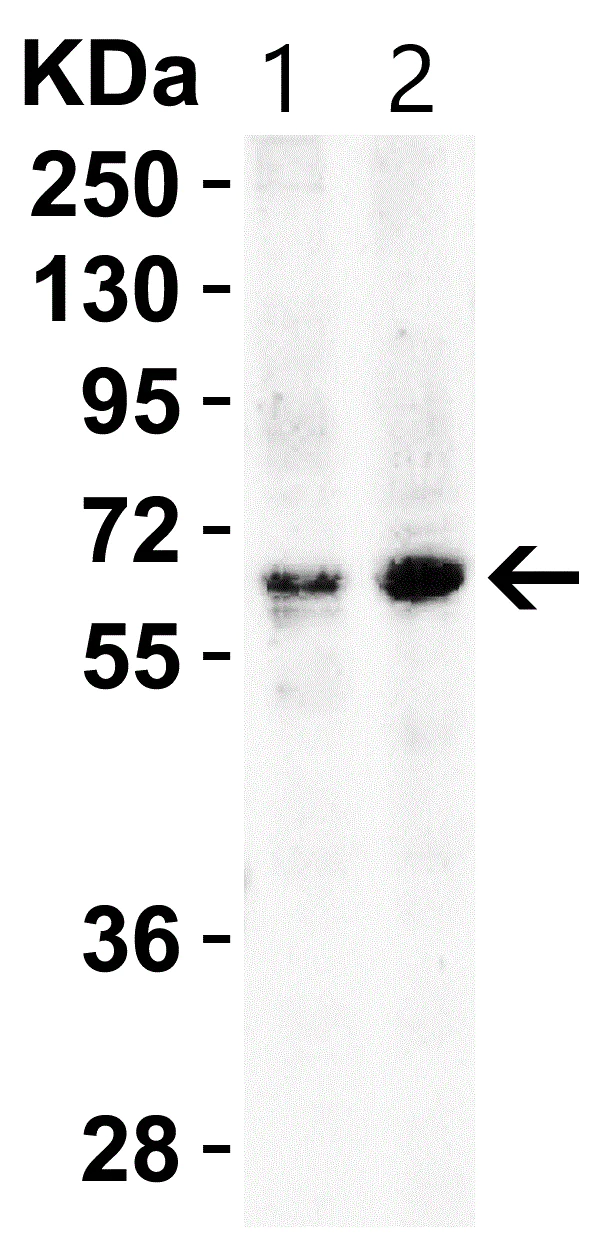 Western blot - Anti-BACE1 antibody (AB2077)