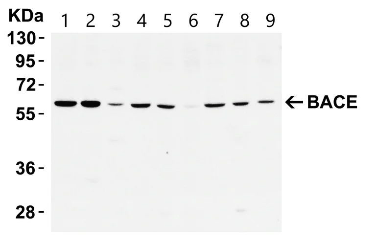 Western blot - Anti-BACE1 antibody (AB2077)