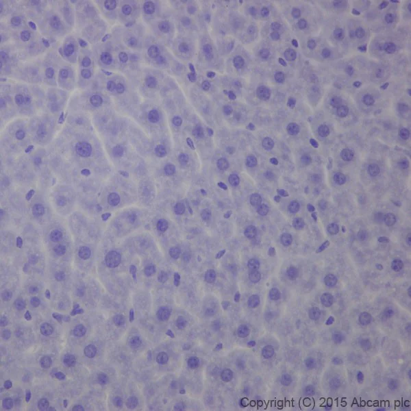 Immunohistochemistry (Formalin/PFA-fixed paraffin-embedded sections) - Anti-BACE1 antibody [EPR19523] (AB183612)