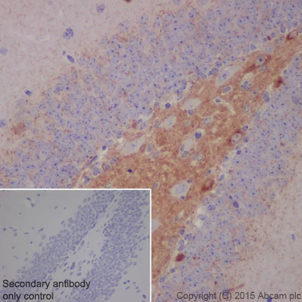 Immunohistochemistry (Formalin/PFA-fixed paraffin-embedded sections) - Anti-BACE1 antibody [EPR19523] - BSA and Azide free (AB238937)