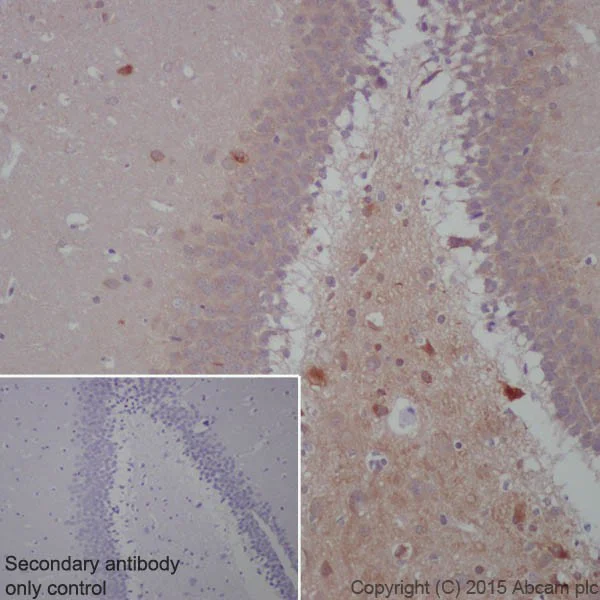 Immunohistochemistry (Formalin/PFA-fixed paraffin-embedded sections) - Anti-BACE1 antibody [EPR19523] - BSA and Azide free (AB238937)