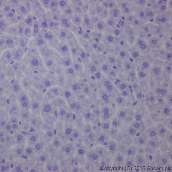 Immunohistochemistry (Formalin/PFA-fixed paraffin-embedded sections) - Anti-BACE1 antibody [EPR19523] - BSA and Azide free (ab238937), expandable thumbnail