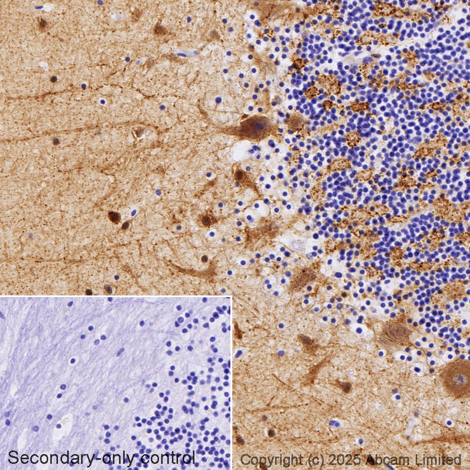 Immunohistochemistry (Formalin/PFA-fixed paraffin-embedded sections) - Anti-BACE1 antibody [EPR19523] - BSA and Azide free (AB238937)
