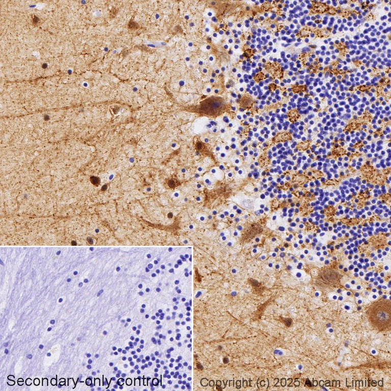 Immunohistochemistry (Formalin/PFA-fixed paraffin-embedded sections) - Anti-BACE1 antibody [EPR19523] - BSA and Azide free (AB238937)