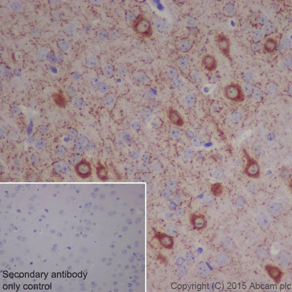 Immunohistochemistry (Formalin/PFA-fixed paraffin-embedded sections) - Anti-BACE1 antibody [EPR19523] - BSA and Azide free (AB238937)