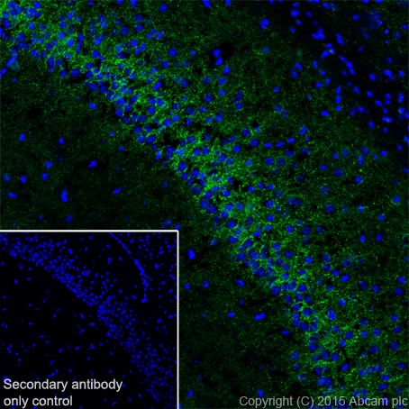 Immunohistochemistry (Frozen sections) - Anti-BACE1 antibody [EPR19523] - BSA and Azide free (ab238937), expandable thumbnail